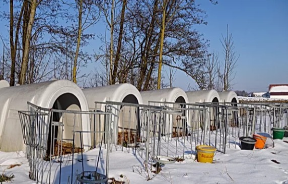  Borjak téli takarmányozása