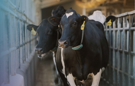 Augusztusi tenyészértékbecslés